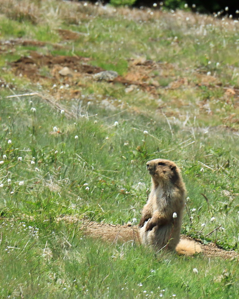 marmot