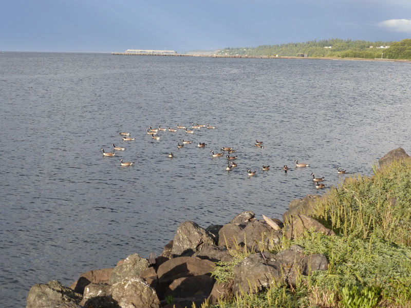 Canada Geese