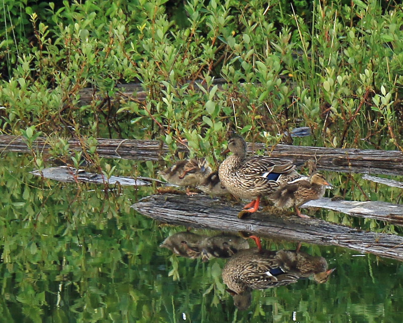 ducks