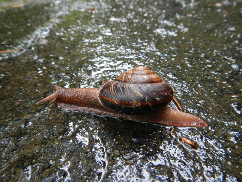 snail