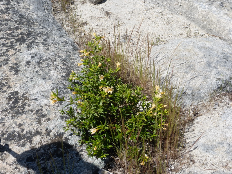 Monkey Flowers