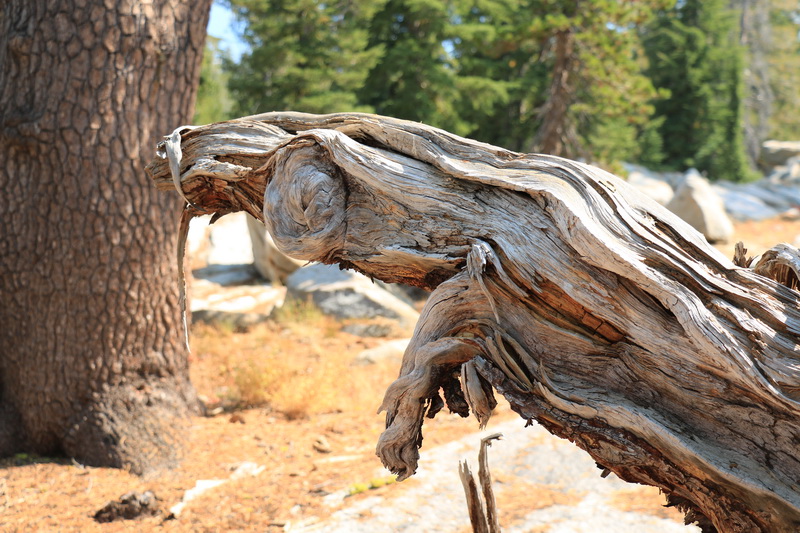 gnarled tree